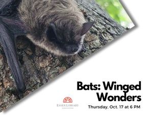 Bats: Winged Wonders